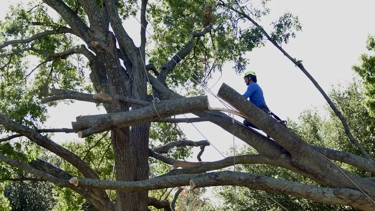 Professional Crown Thinning performed by certified arborists in Troy Mills