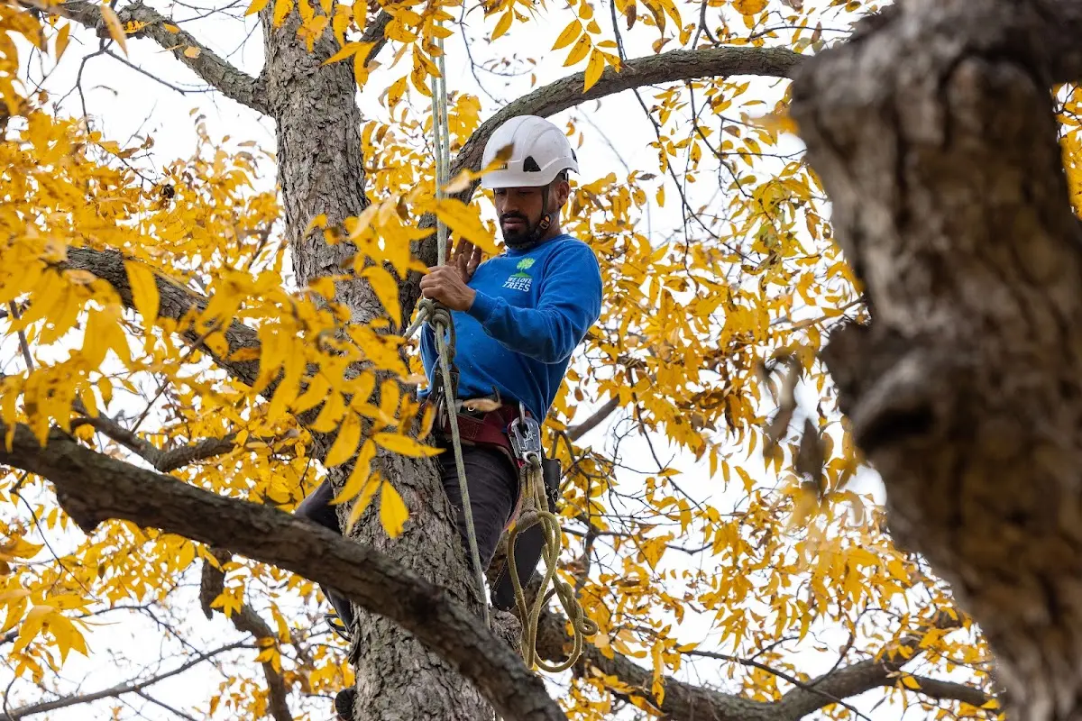 Skilled Tree Pruning crew working in Troy Mills