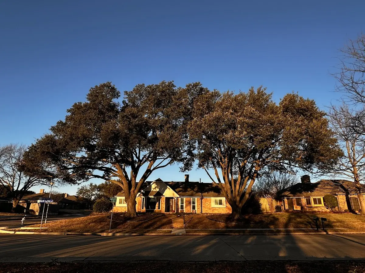 Established residential canopy tree shading a home in Troy Mills